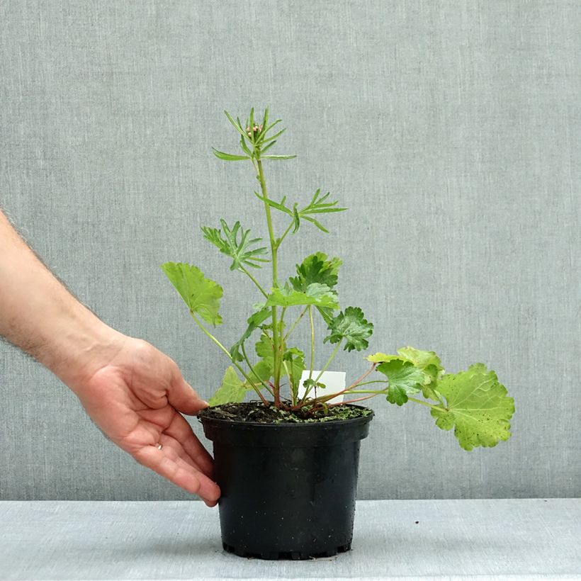 Exemplar von Sidalcea malviflora Elsie Heugh - Präriemalve Topf mit 2L/3L wie im Herbst geliefert