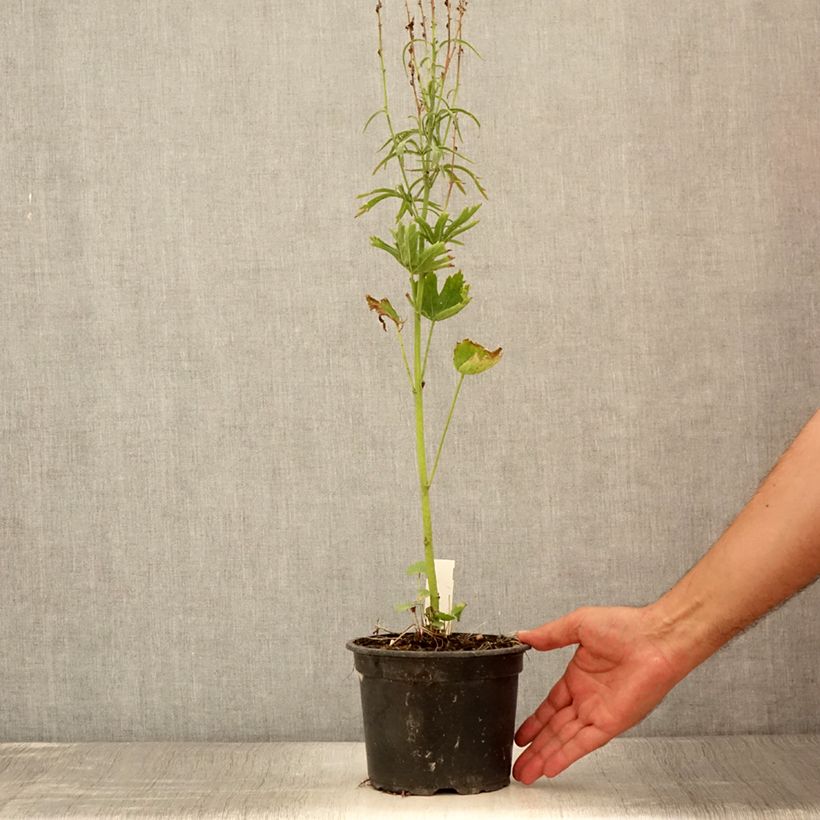 Example of Sidalcea oregana Brilliant - Präriemalve Topf mit 2L/3L as you get in ete