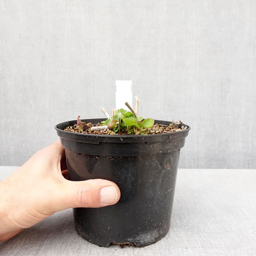 Exemplar von Sidalcea oregana Brilliant - Präriemalve Topf mit 2L/3L wie im Frühjahr geliefert