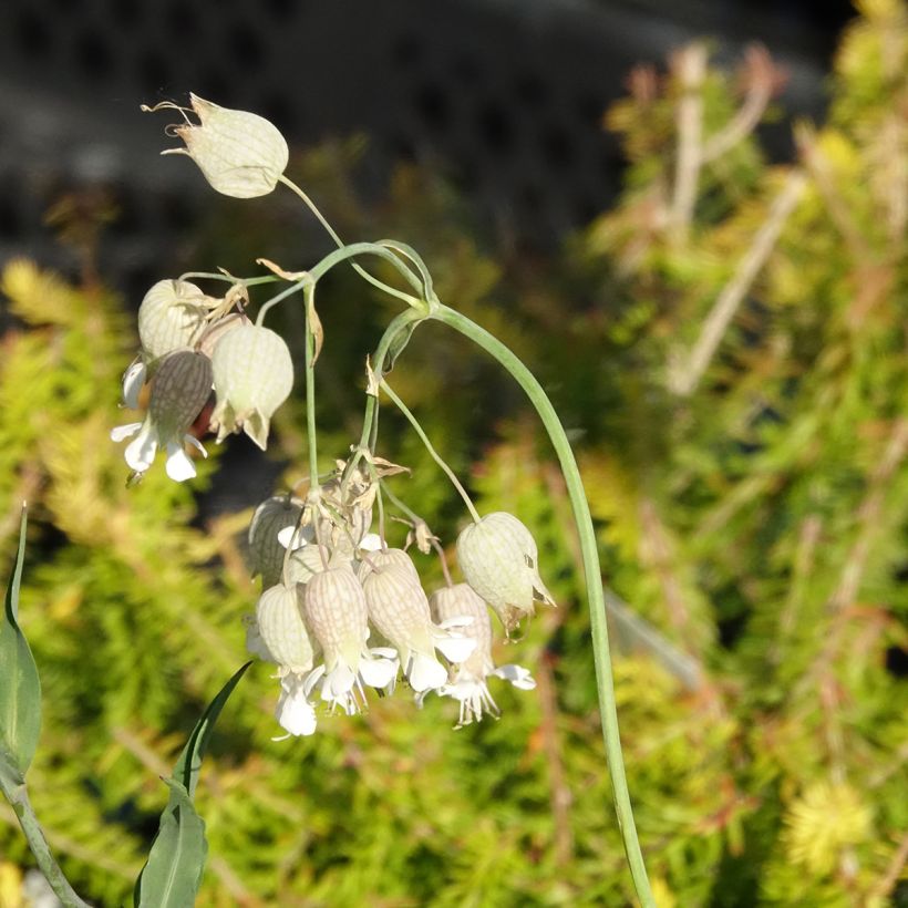 Taubenkropf-Leimkraut - Silene vulgaris (Blüte)