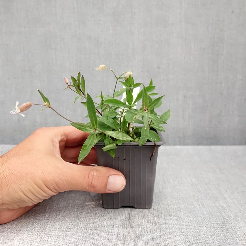 Exemplar von Taubenkropf-Leimkraut - Silene vulgaris Kleine Töpfe von 8/9 cm wie im Herbst geliefert