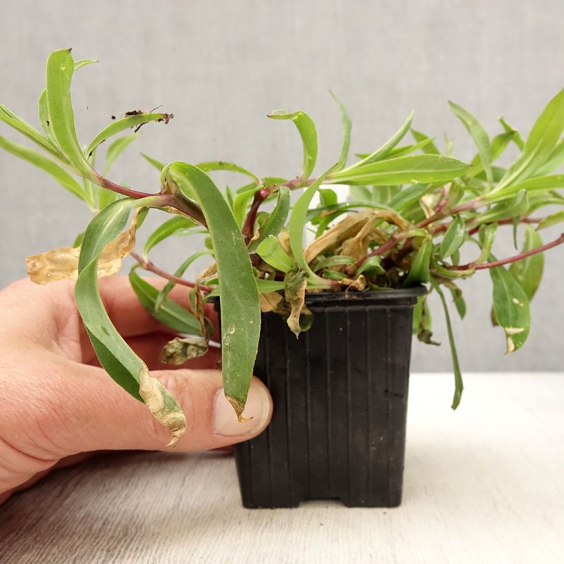 Example of Taubenkropf-Leimkraut - Silene vulgaris Kleine Töpfe von 8/9 cm as you get in printemps