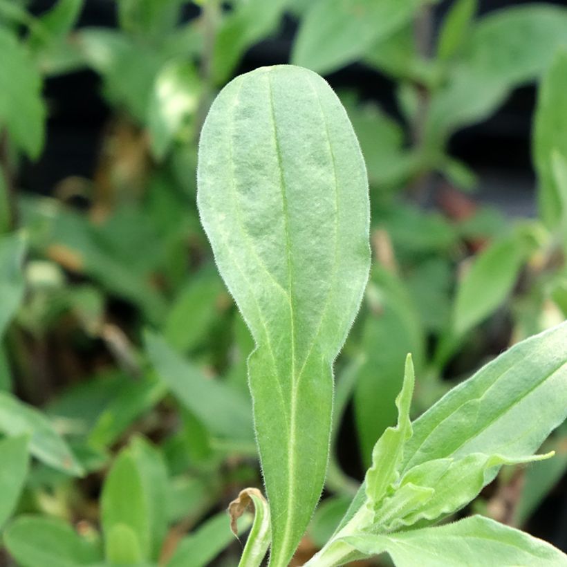 Weiße Lichtnelke (Samen) - Silene latifolia subsp. alba (Foliage)