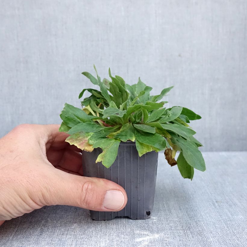 Exemplar von Weiße Lichtnelke (Samen) - Silene latifolia subsp. alba Kleine Töpfe von 8/9 cm wie im Herbst geliefert