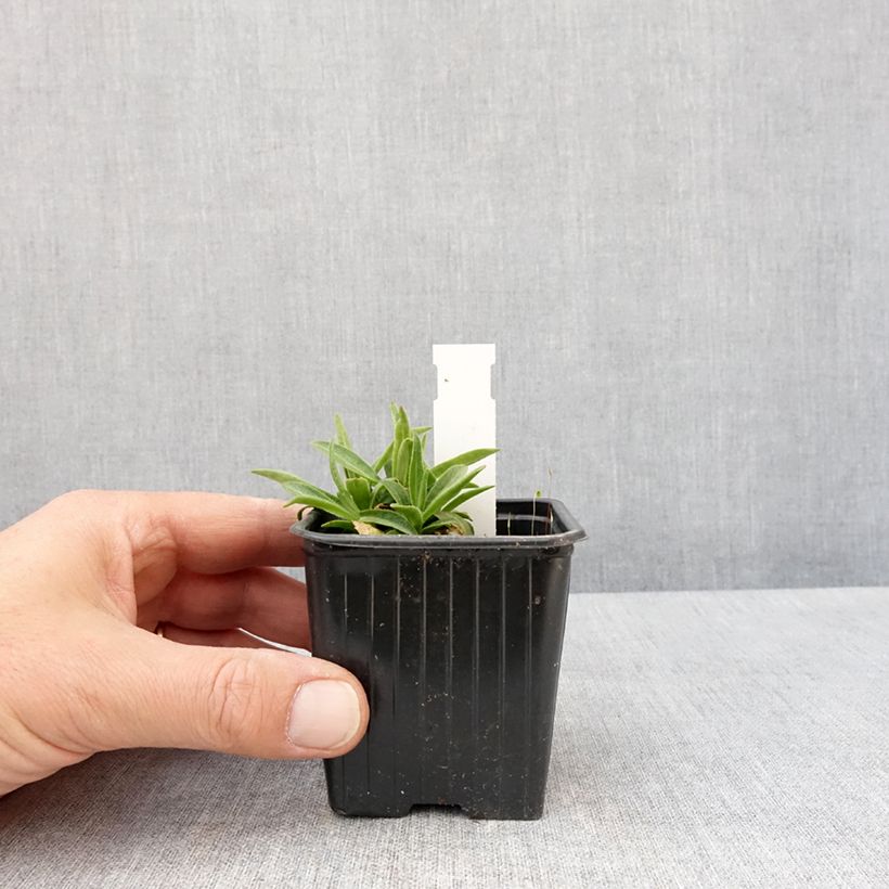 Exemplar von Prächtiges Leimkraut - Silene regia Kleine Töpfe von 8/9 cm wie im Frühjahr geliefert