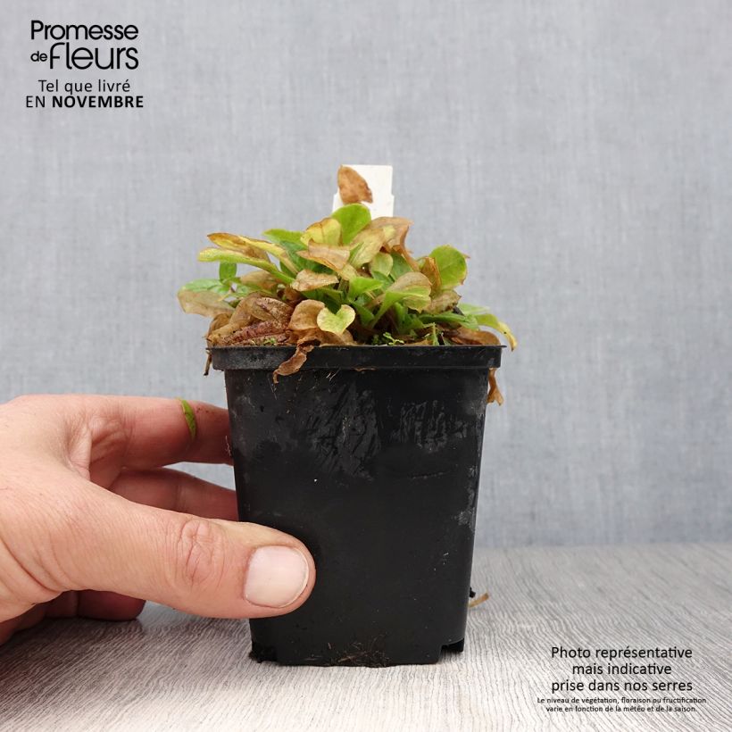 Example of Lichtnelke Rollies Favorite - Silene robotii Kleine Töpfe von 7/8 cm as you get in automne