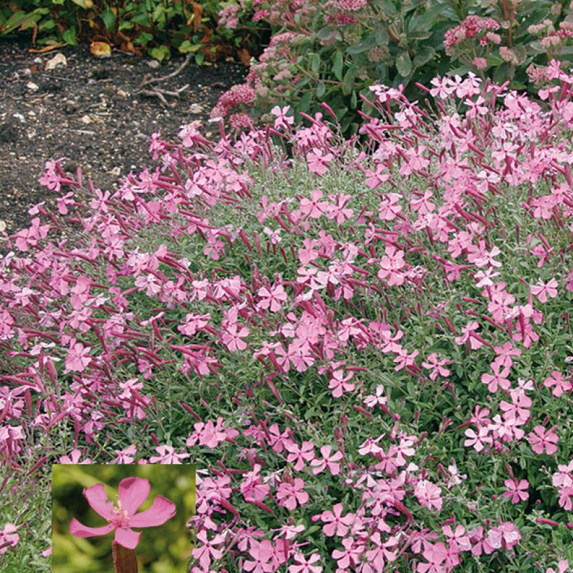Herbst-Leimkraut Splendens - Silene schafta (Flowering)