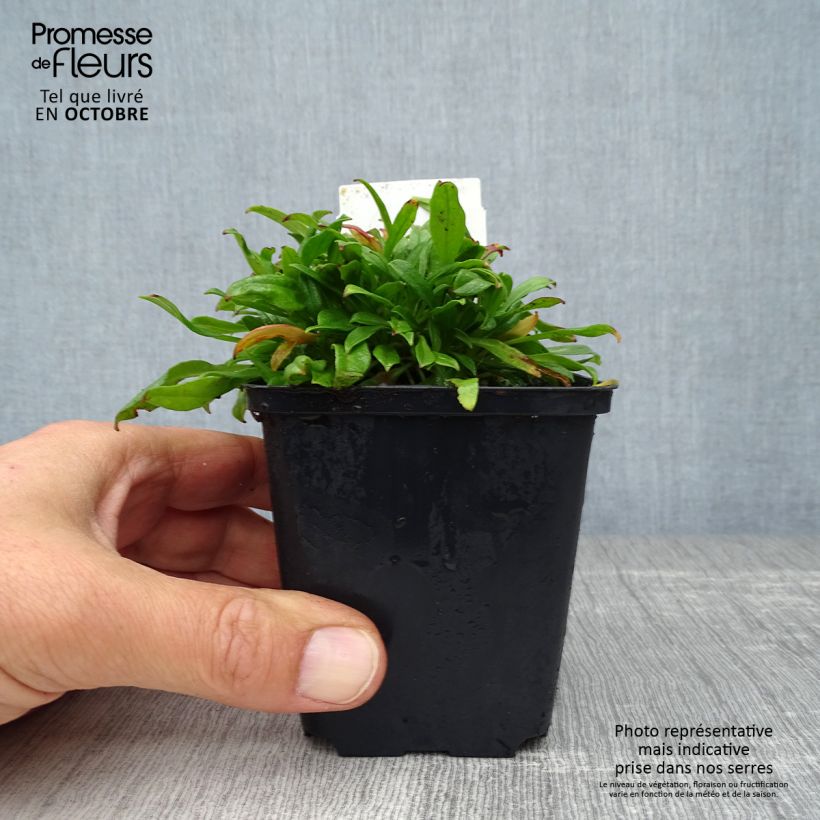 Example of Herbst-Leimkraut Splendens - Silene schafta Kleine Töpfe von 8/9 cm as you get in automne