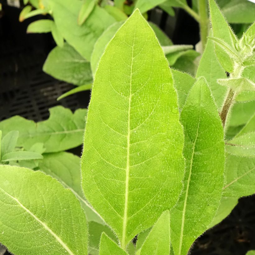 Silphium mohrii - Kompaßpflanze (Foliage)