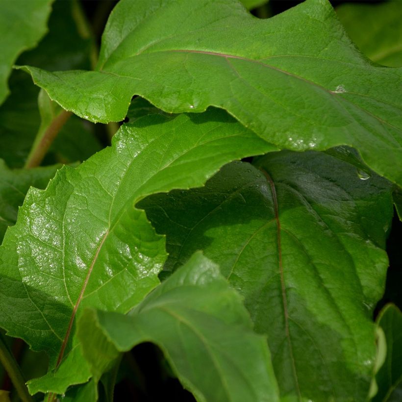 Silphium perfoliatum - Kompaßpflanze (Foliage)