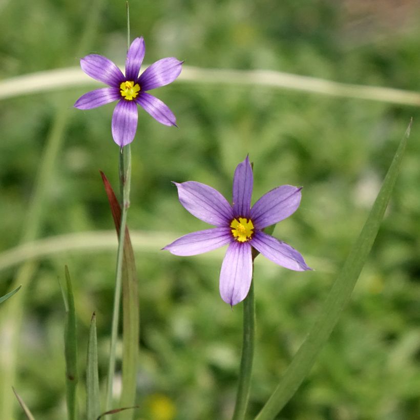 Sisyrinchium bellum - Binsenlilie (Flowering)