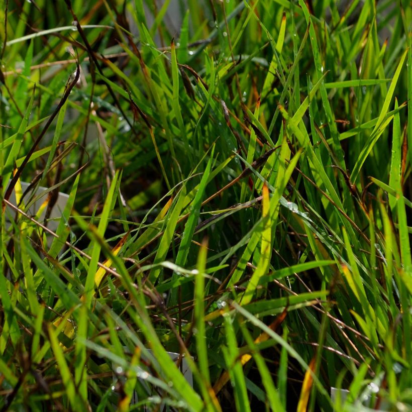 Sisyrinchium bellum - Binsenlilie (Foliage)