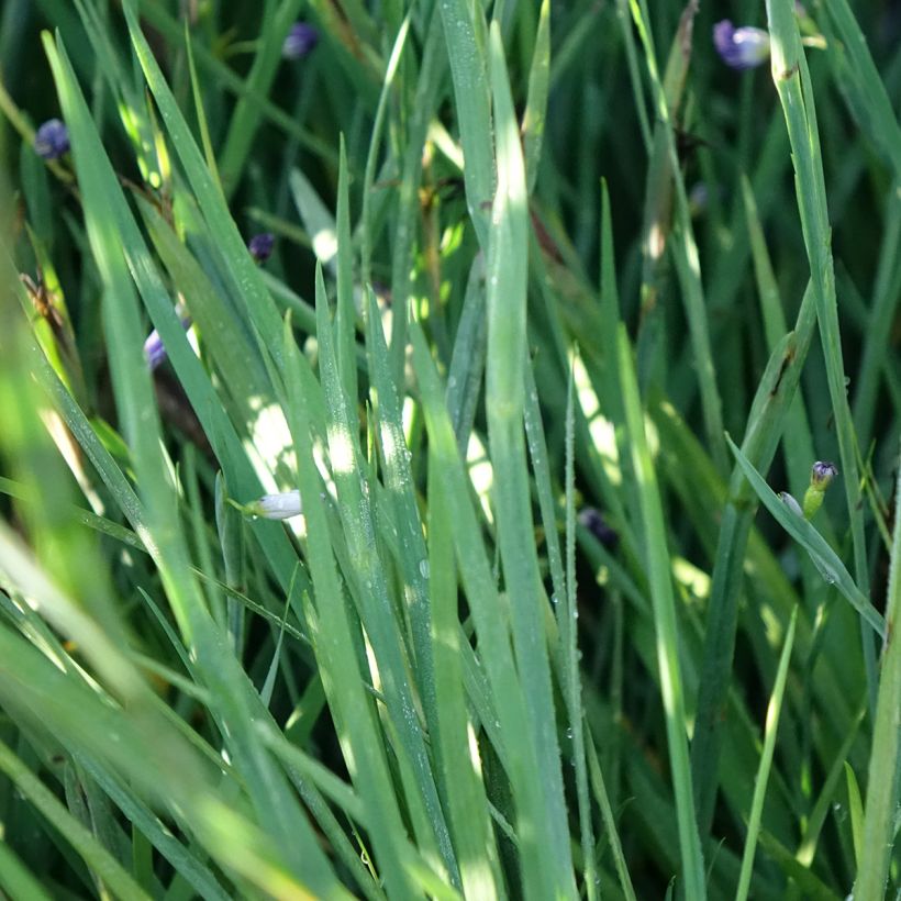 Sisyrinchium angustifolium Lucerne - Schmalblättriges Blauaugengras (Foliage)