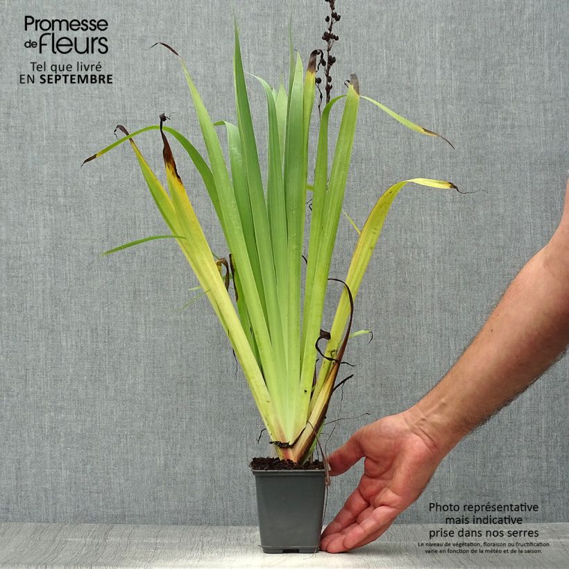 Example of Sisyrinchium striatum Aunt May - Binsenlilie Kleine Töpfe von 8/9 cm as you get in automne