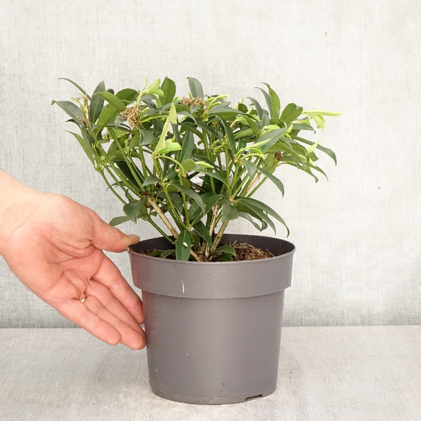 Exemplar von Skimmia japonica 'Marlot' Topf mit 2L/3L wie im Frühjahr geliefert