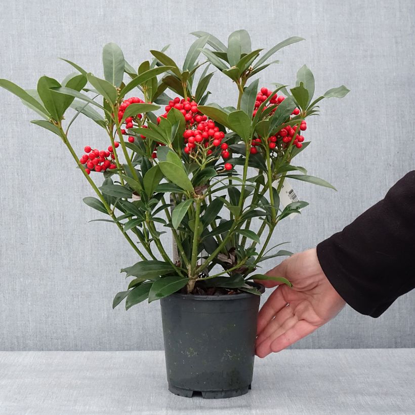 Exemplar von Skimmia japonica Pabella Topf mit 2L/3L wie im Winter geliefert