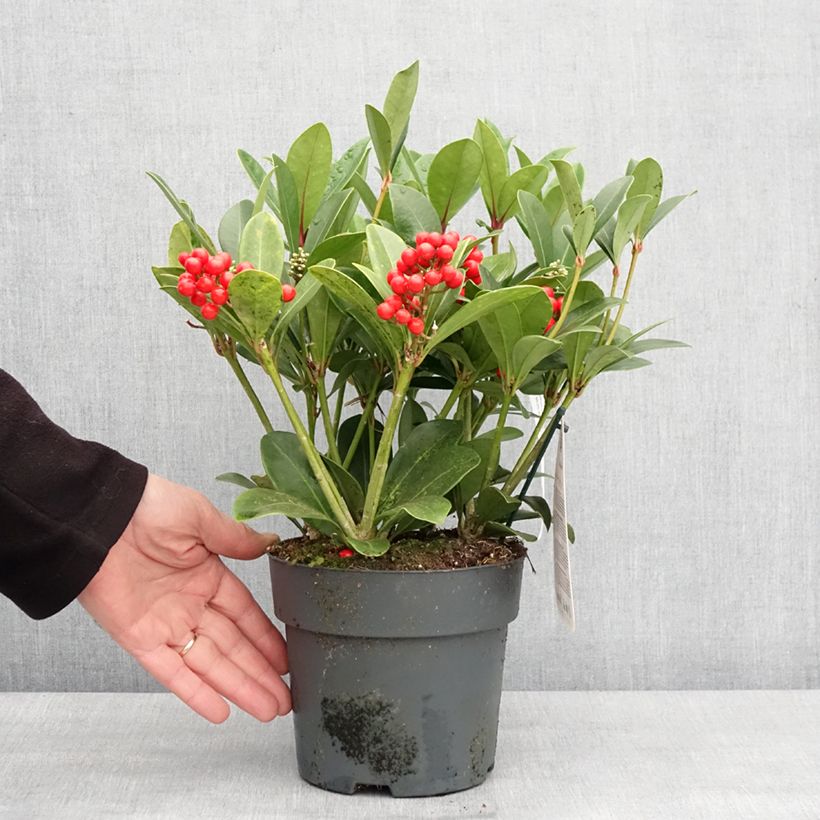 Example of Skimmia japonica Temptation Topf mit 2L/3L as you get in hiver