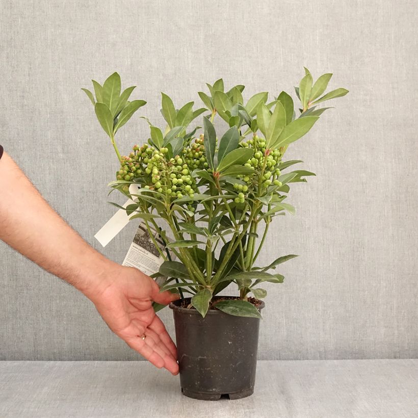 Example of Skimmia japonica Pabella Topf mit 2L/3L as you get in ete