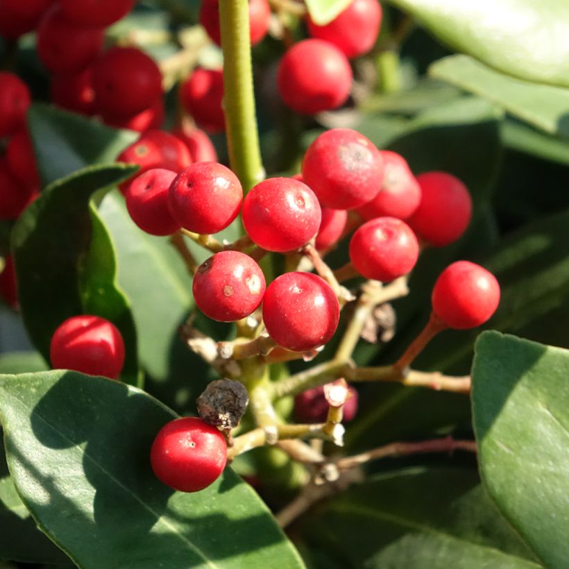 Skimmia japonica Pabella (Harvest)