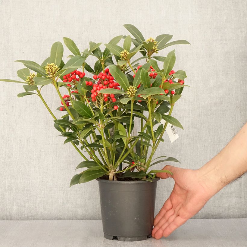 Exemplar von Skimmia japonica Pabella Topf mit 2L/3L wie im Frühjahr geliefert