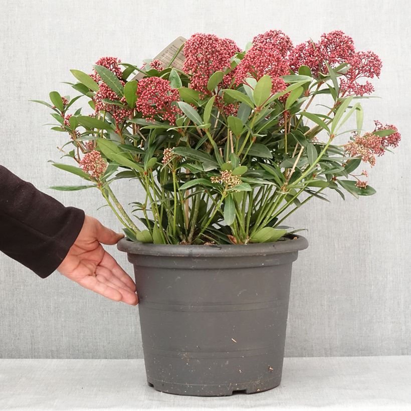 Example of Skimmia japonica Rubella Topf mit 7,5L/10L as you get in hiver