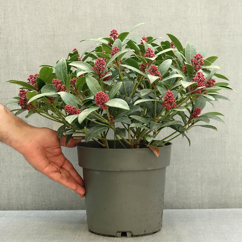 Exemplar von Skimmia japonica Rubella Topf mit 4L/5L wie im Herbst geliefert