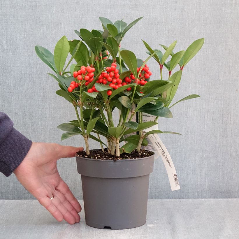 Exemplar von Skimmia japonica Temptation Topf mit 2L/3L wie im Herbst geliefert