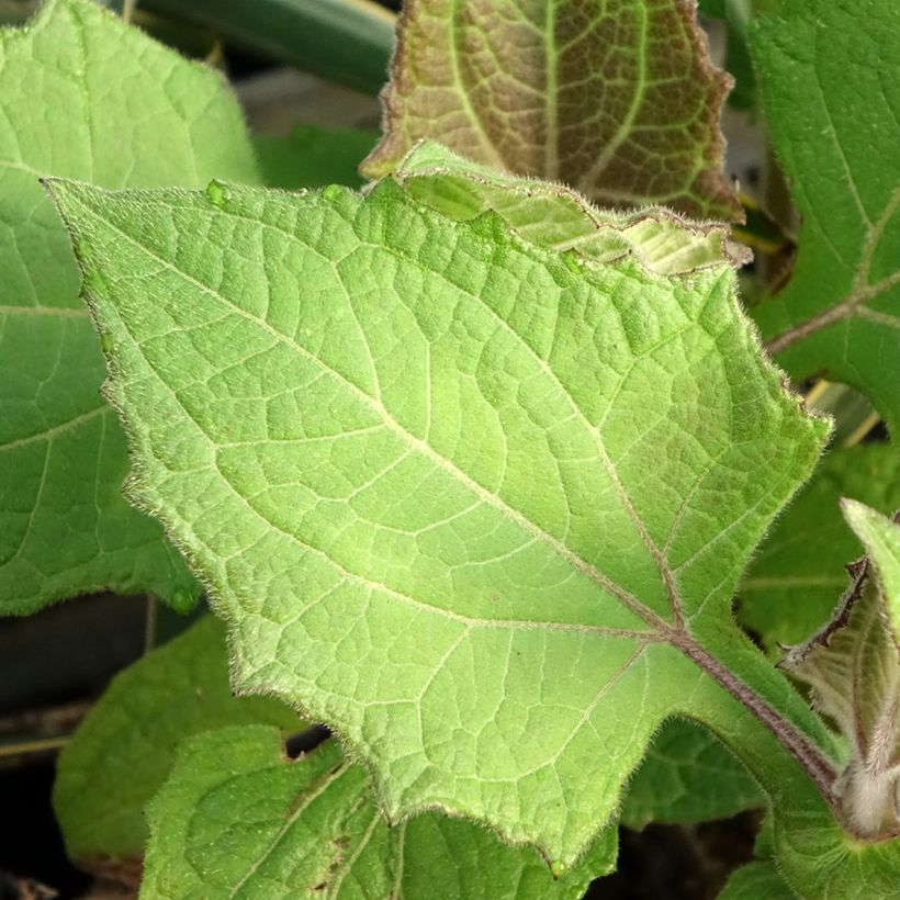 Yacón Red - Smallanthus sonchifolius (Foliage)