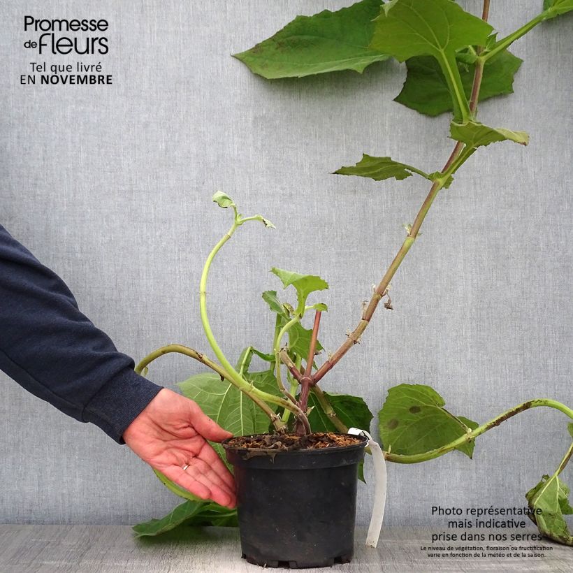 Example of Yacón Red - Smallanthus sonchifolius Topf mit 3L/4L as you get in automne