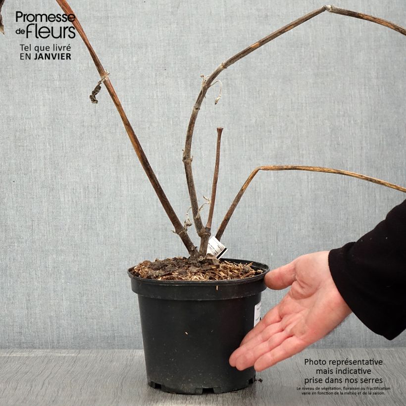 Exemplar von Yacón Red - Smallanthus sonchifolius Topf mit 3L/4L wie im Winter geliefert