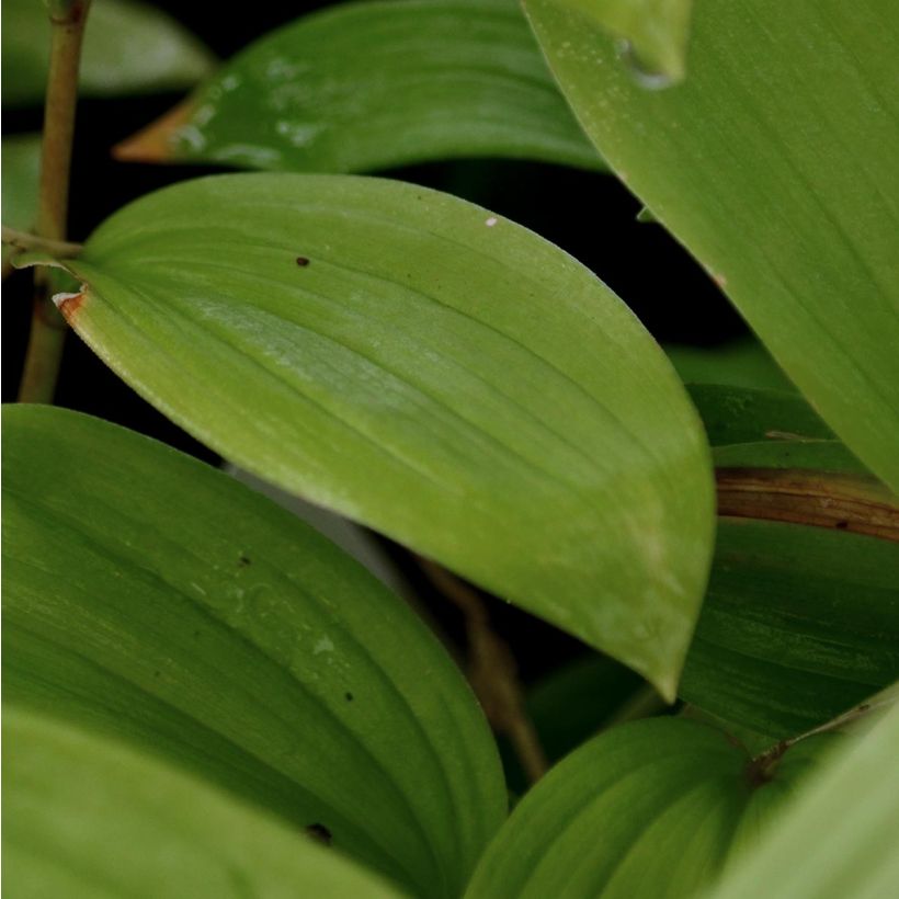 Smilacina racemosum - Traubiges Duftsiegel (Foliage)
