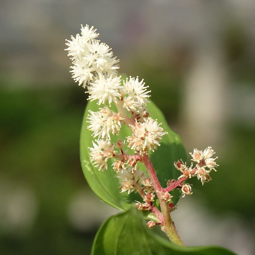 Smilacina racemosum - Traubiges Duftsiegel (Flowering)