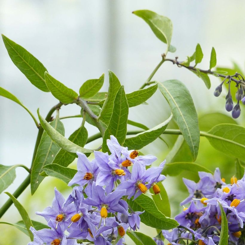 Solanum crispum Glasnevin - Chilenischer Nachtschatten (Foliage)