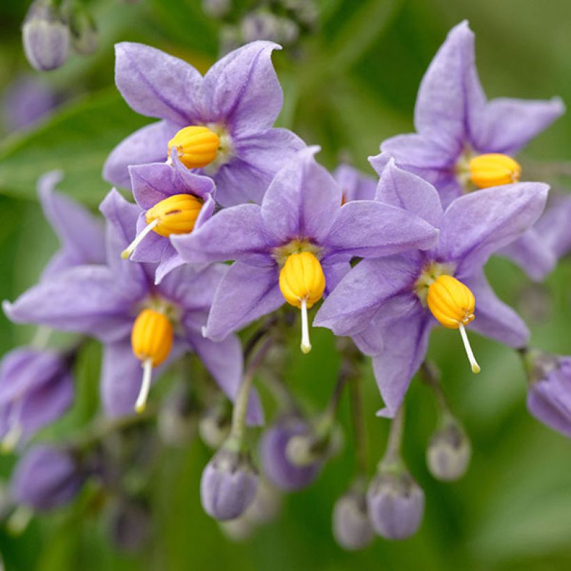 Solanum crispum Glasnevin - Chilenischer Nachtschatten (Flowering)