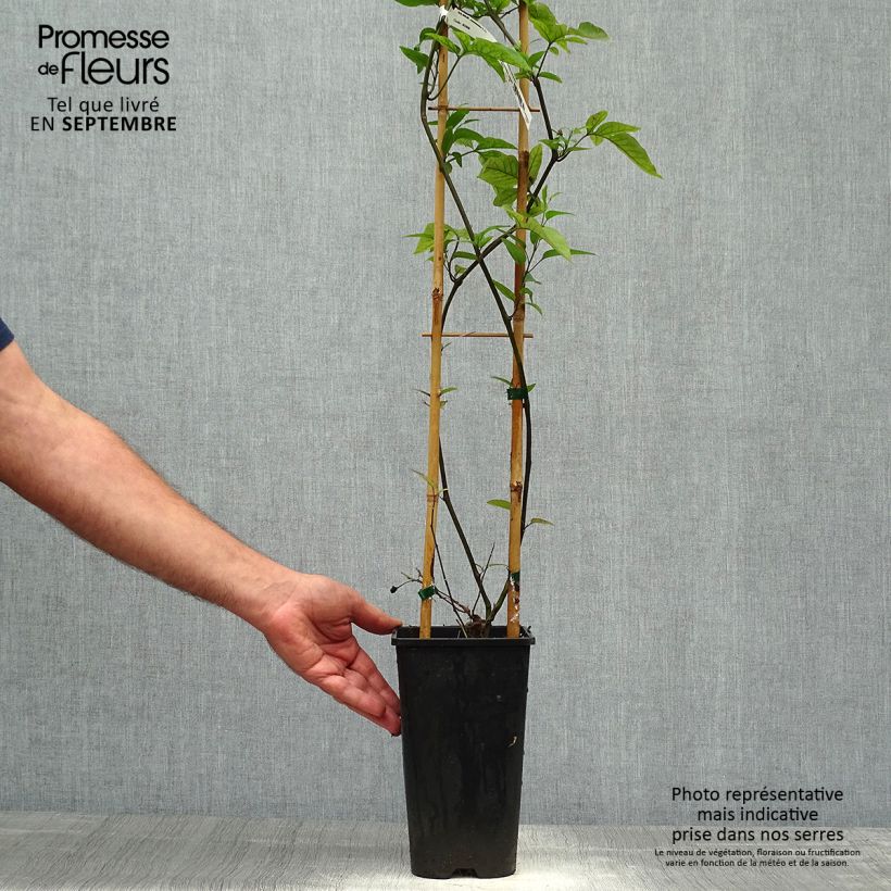 Example of Solanum jasminoides Blue - Jasminblütige Nachtschatten Topf mit 2L/3L as you get in automne