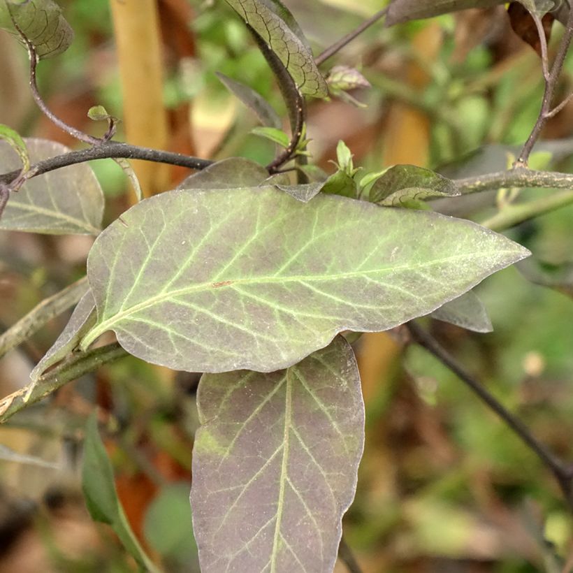 Solanum jasminoides - Jasminblütige Nachtschatten (Foliage)