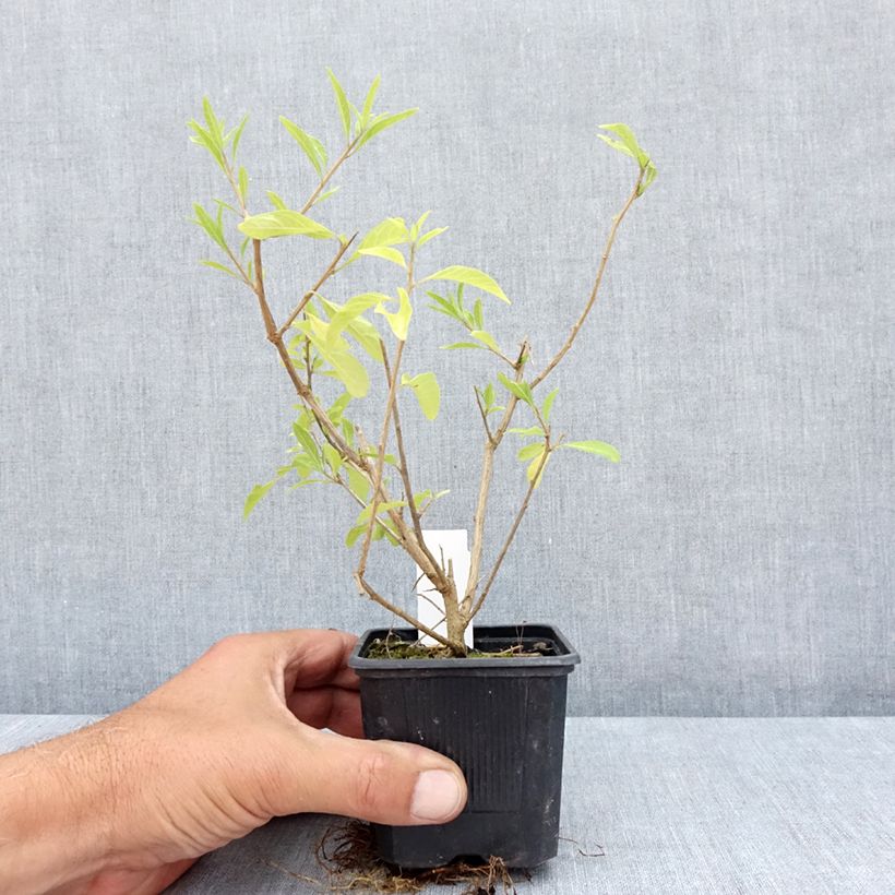 Example of Solanum rantonnetii - Enzianstrauch Kleine Töpfe von 8/9 cm as you get in ete