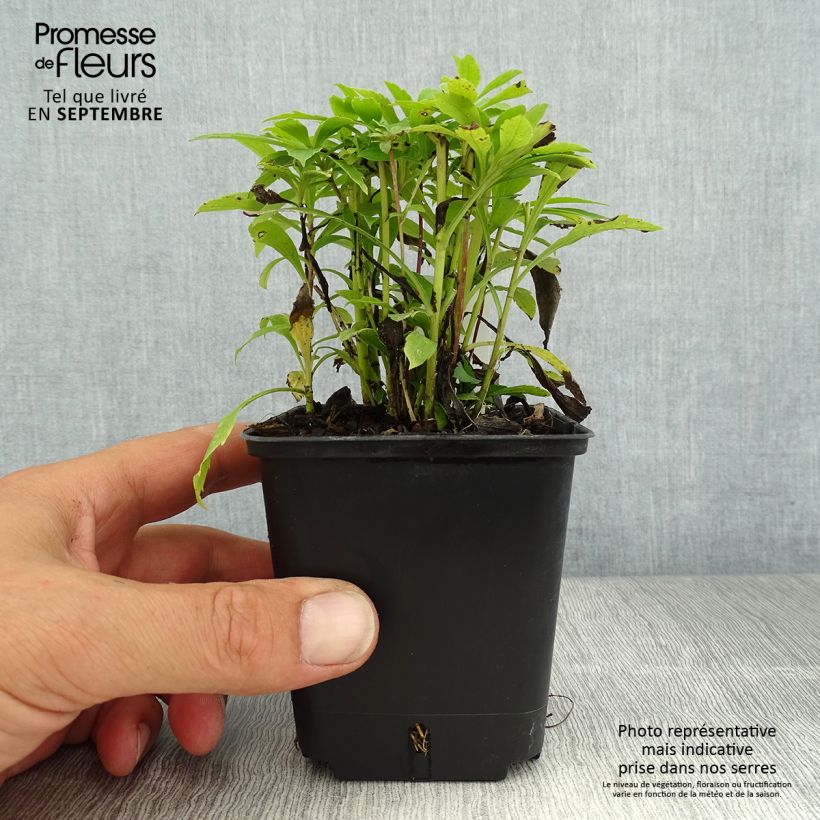 Example of Kanadische Goldrute Golden Baby - Solidago canadensis Kleine Töpfe von 8/9 cm as you get in ete