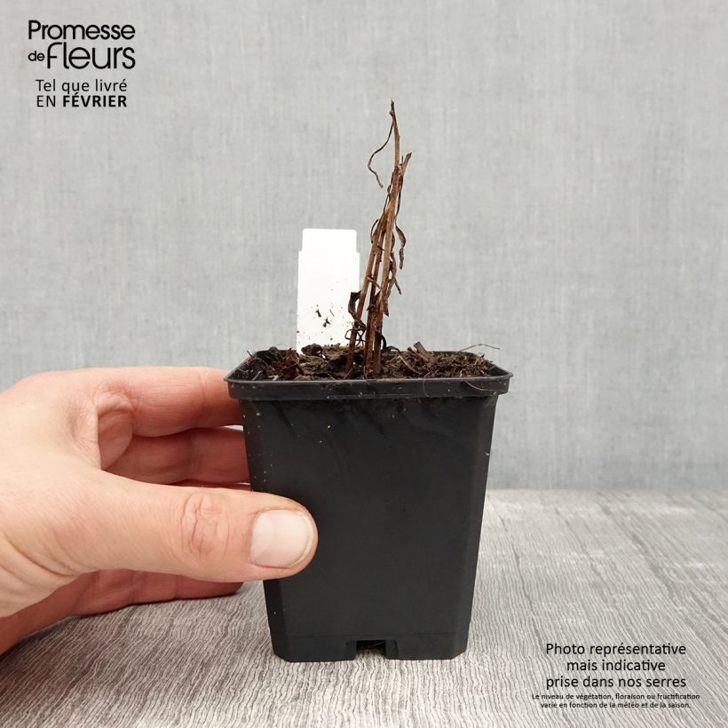 Exemplar von Kanadische Goldrute Golden Baby - Solidago canadensis Kleine Töpfe von 8/9 cm wie im Winter geliefert