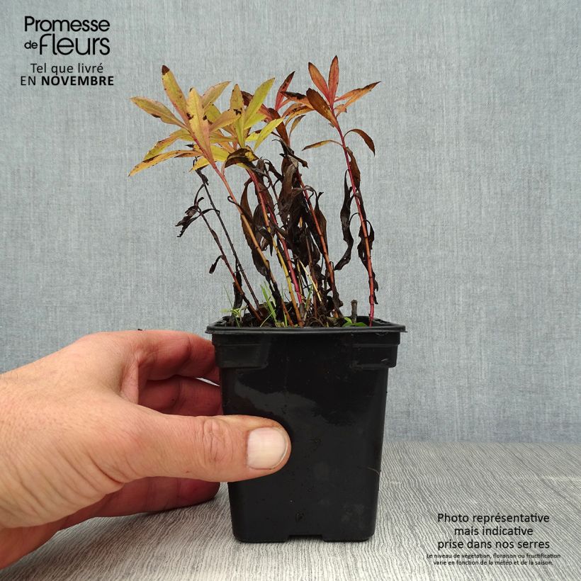 Example of Kanadische Goldrute Gold King - Solidago canadensis Kleine Töpfe von 7/8 cm as you get in automne