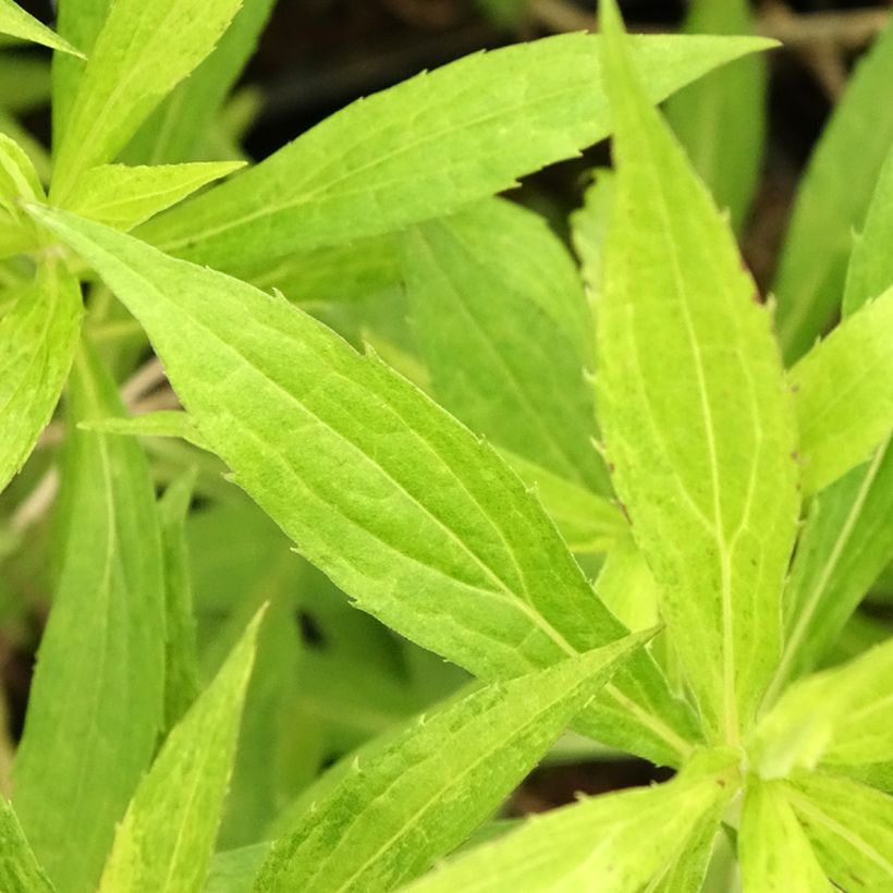 Goldrute Golden Mosa - Solidago (Foliage)