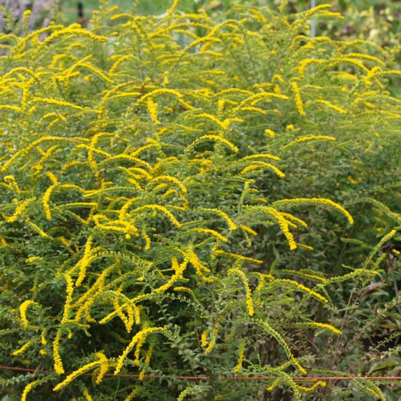 Goldrute Fireworks - Solidago rugosa (Flowering)