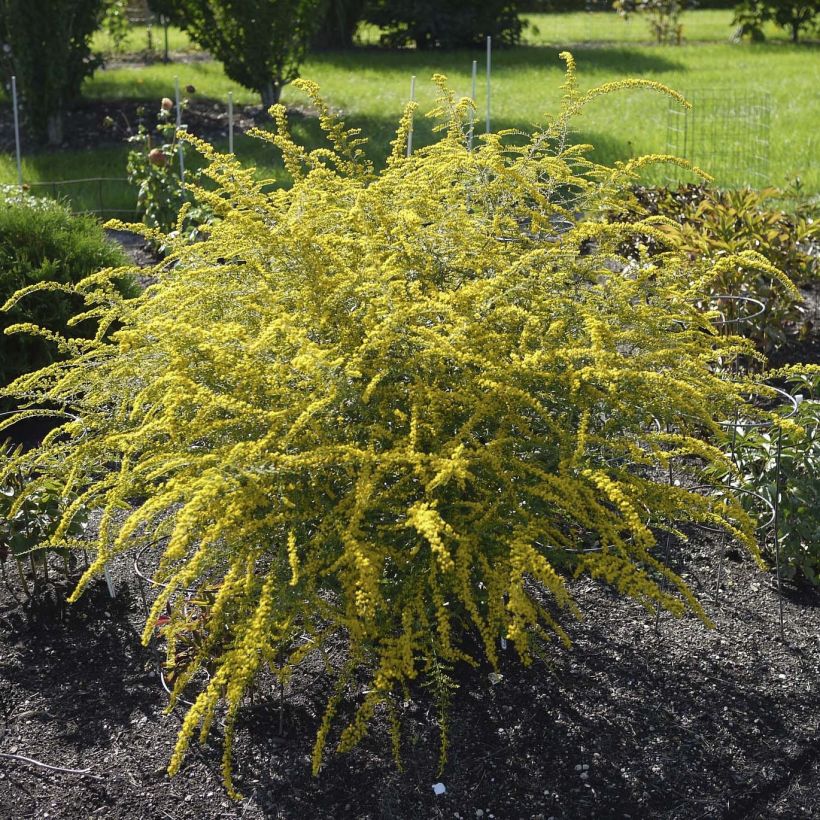 Goldrute Fireworks - Solidago rugosa (Plant habit)