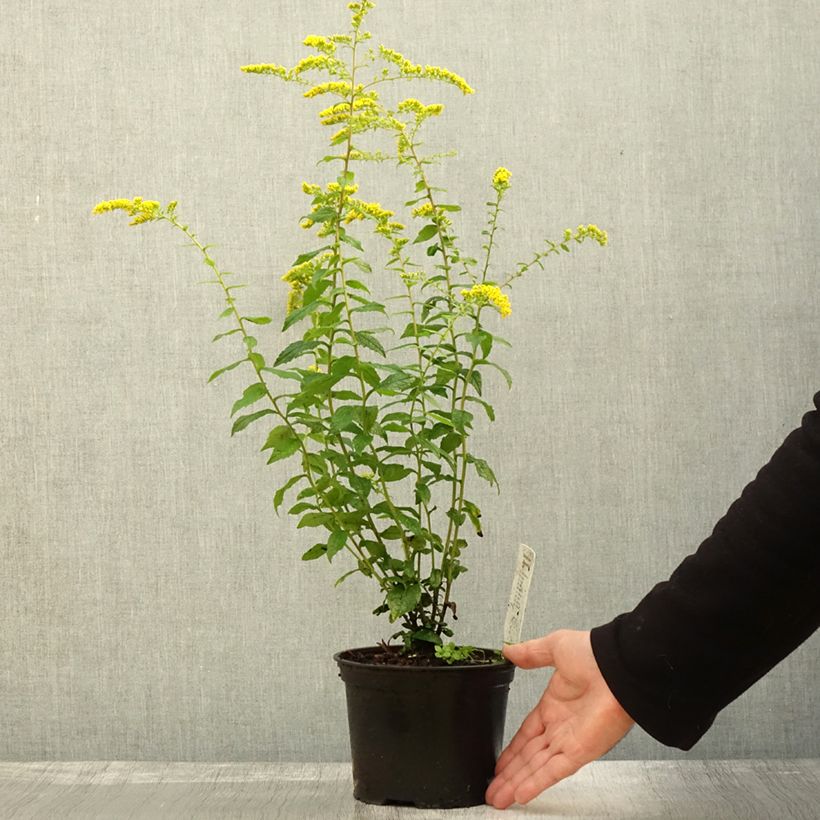 Example of Goldrute Fireworks - Solidago rugosa Topf mit 2L/3L as you get in automne