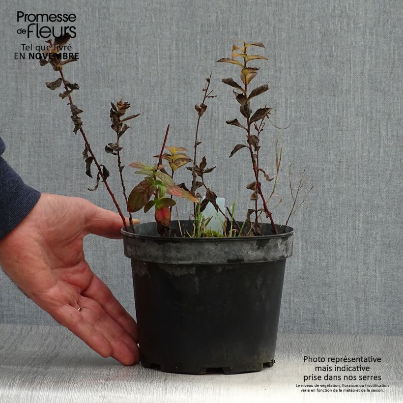Example of Goldrute - Solidago rugosa Topf mit 2L/3L as you get in automne