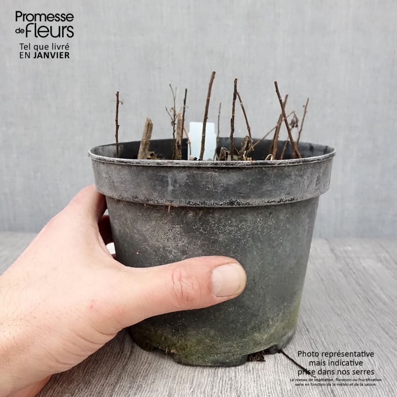 Exemplar von Goldrute - Solidago rugosa Topf mit 2L/3L wie im Winter geliefert