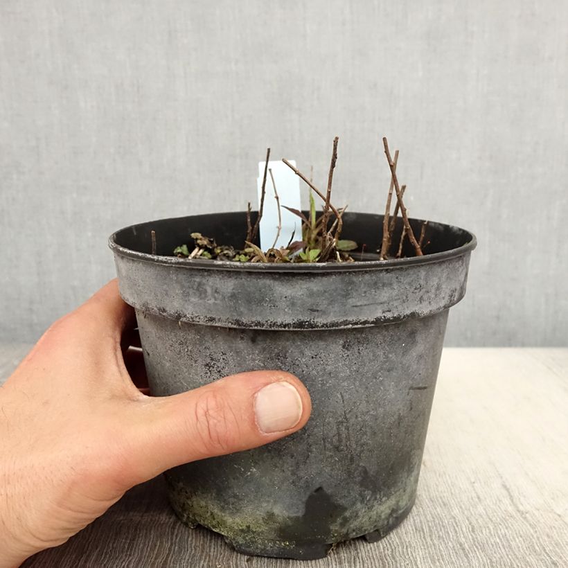 Exemplar von Goldrute - Solidago rugosa Topf mit 2L/3L wie im Frühjahr geliefert