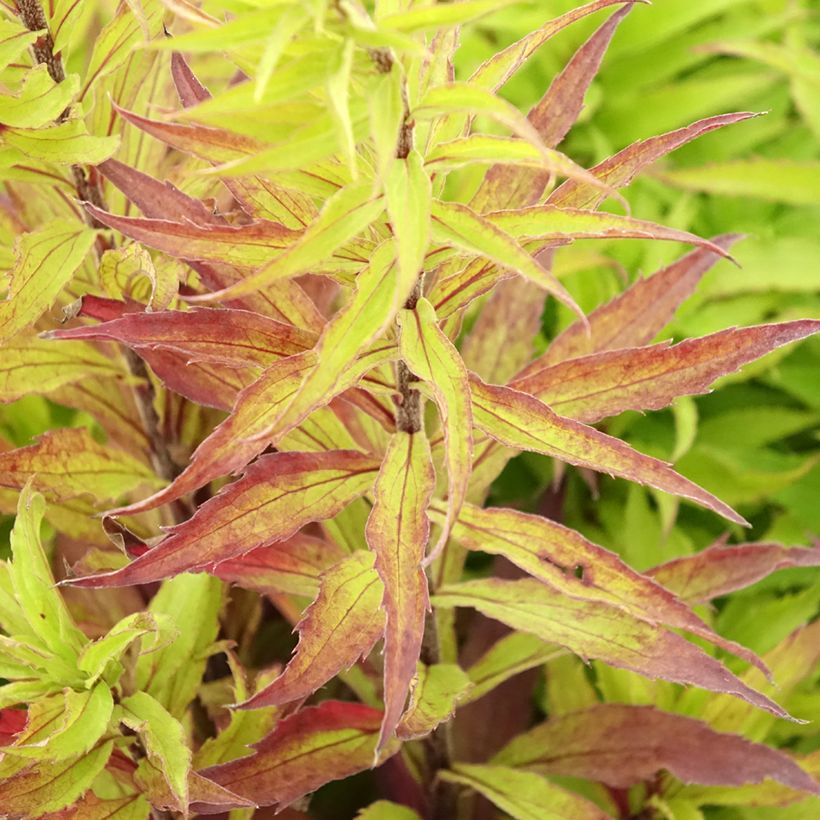 Goldrute Spatgold - Solidago (Foliage)