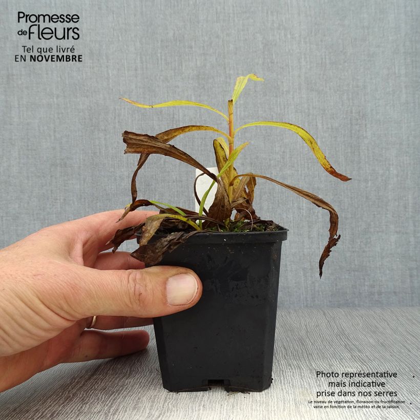 Example of Goldrute Strahlenkrone - Solidago Kleine Töpfe von 8/9 cm as you get in automne