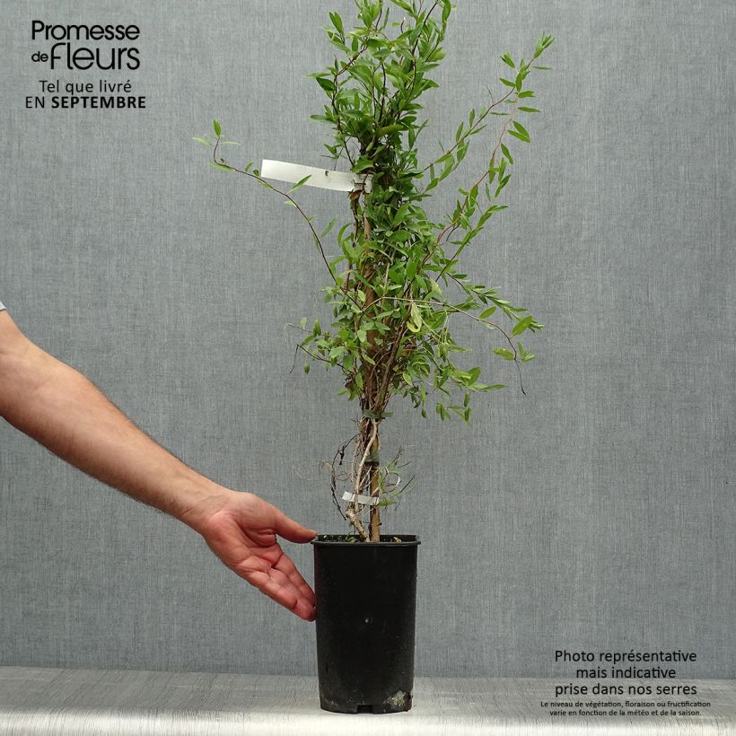Example of Sollya heterophylla Alba - Sollyie Topf mit 3L/4L as you get in automne